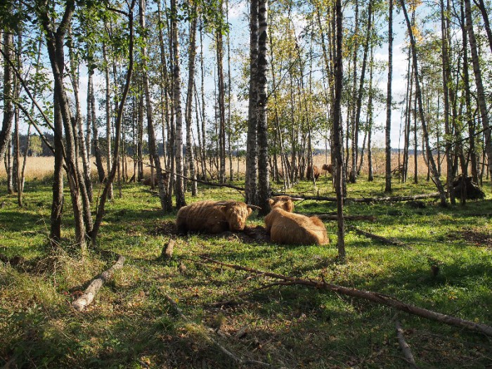 Otsatukkalehmiä kaupungin hommissa