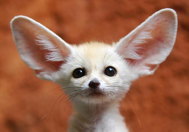 fennec-fox.jpg