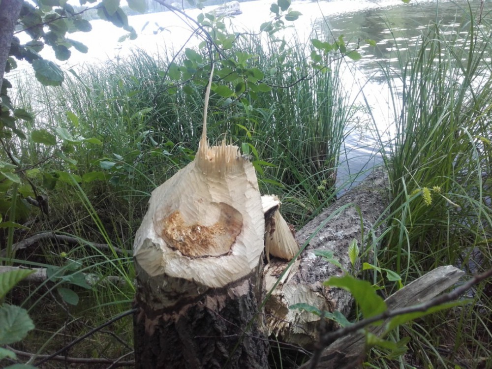 523201817524.jpg (433.96 KiB) Katsottu 6914 kertaa Tuoreempaa jälkeä