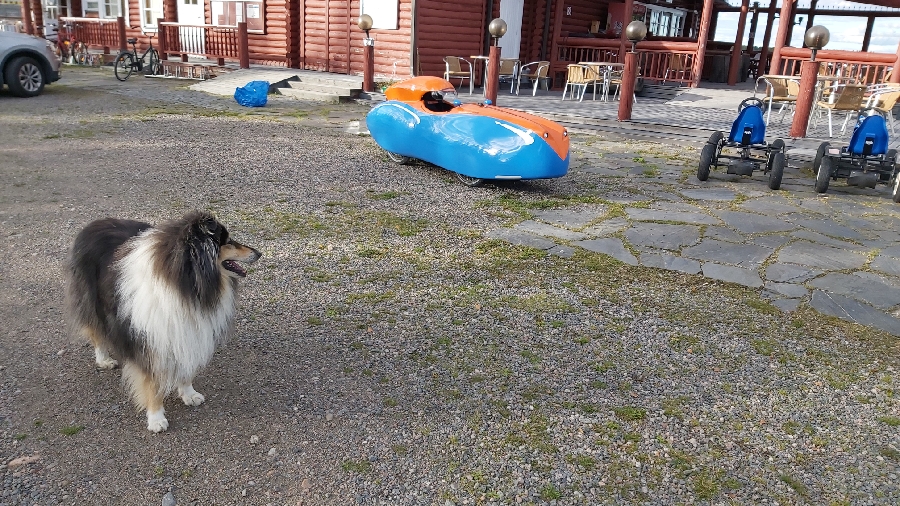 Leirintäalueen Milo koira.