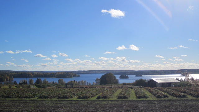 Mahnala hienot maisemat. Kelpaa poimia mansikoita.